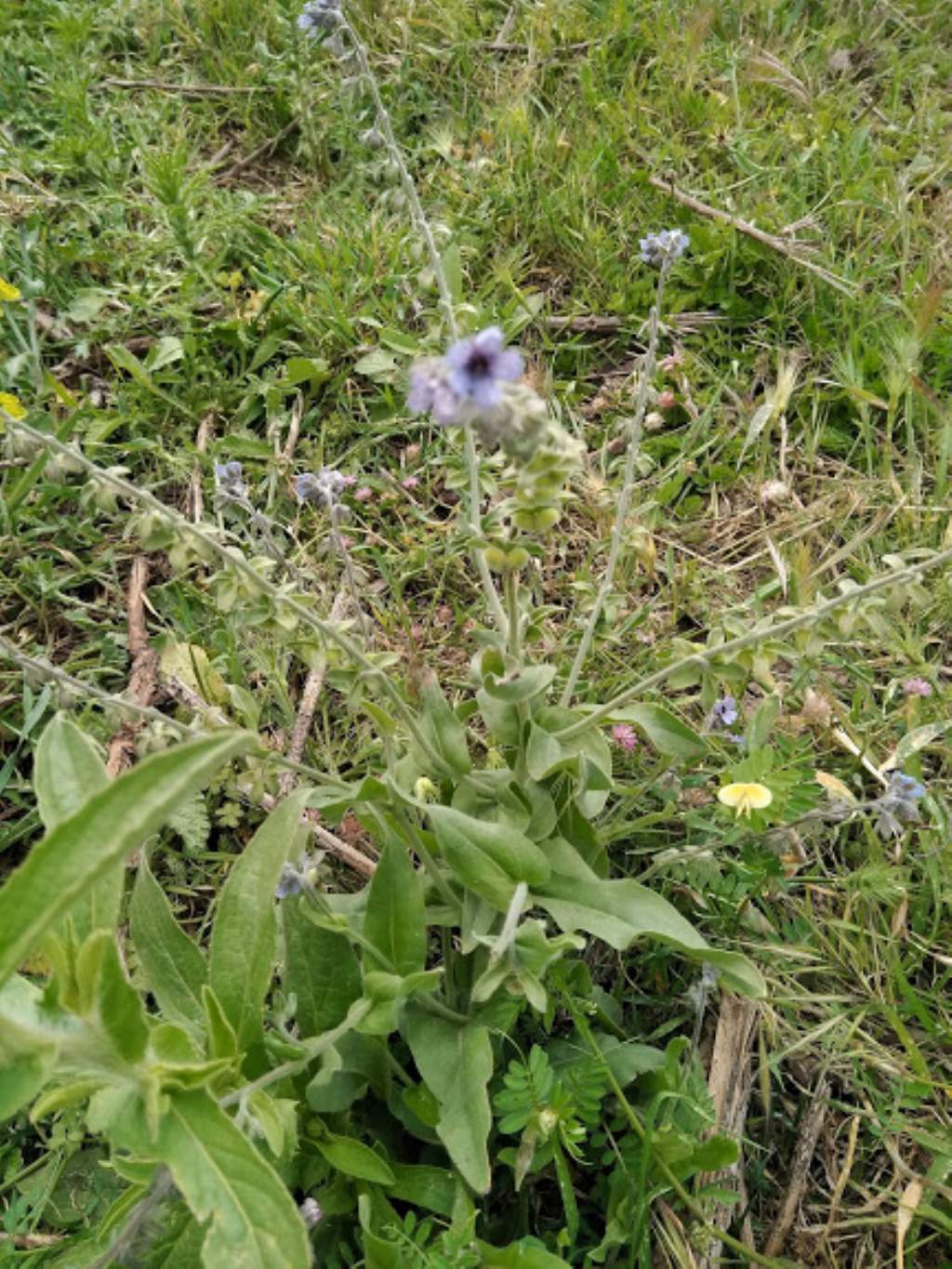 Cynoglossum creticum (Boraginaceae)