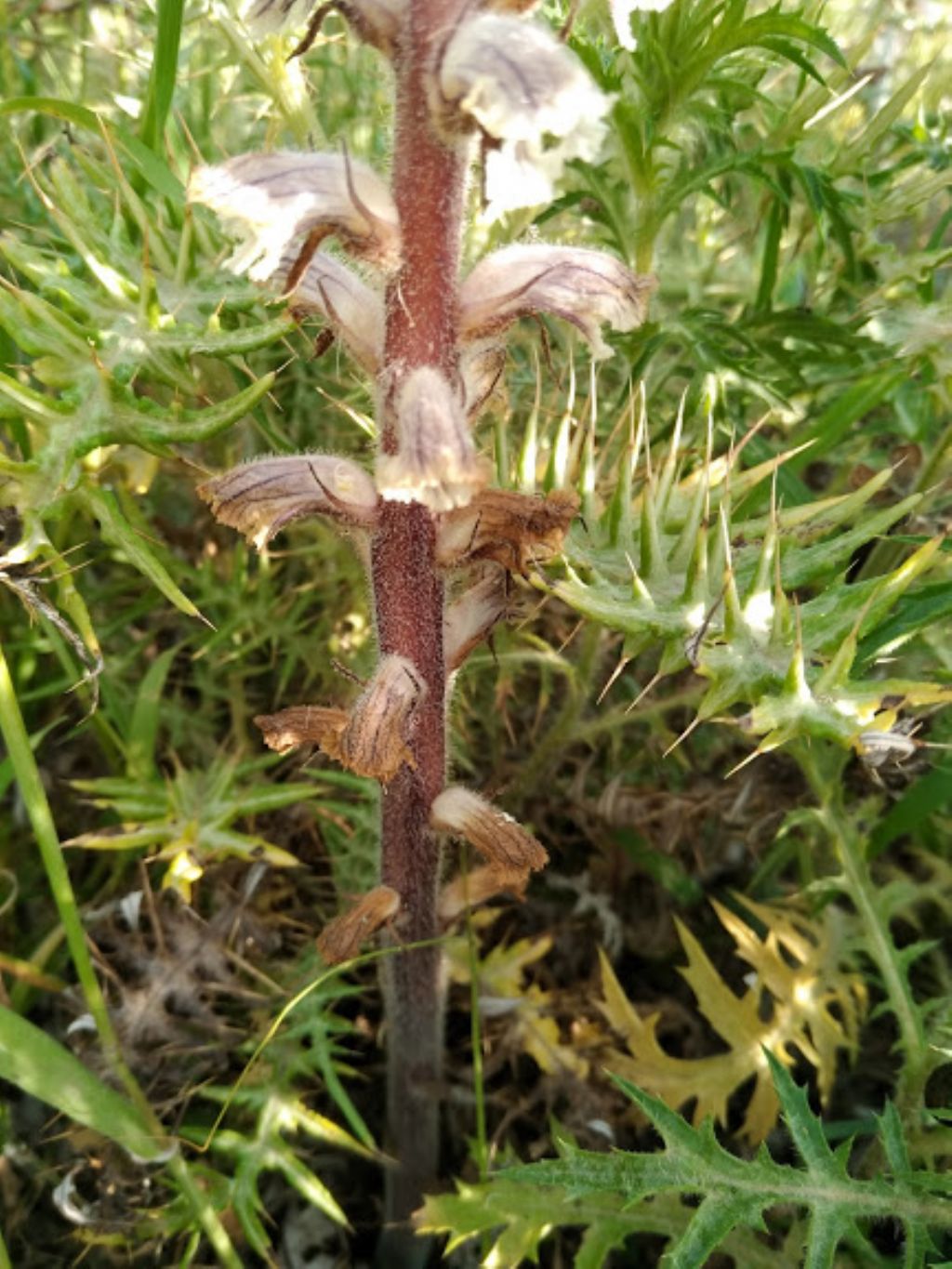Orobanche sp.