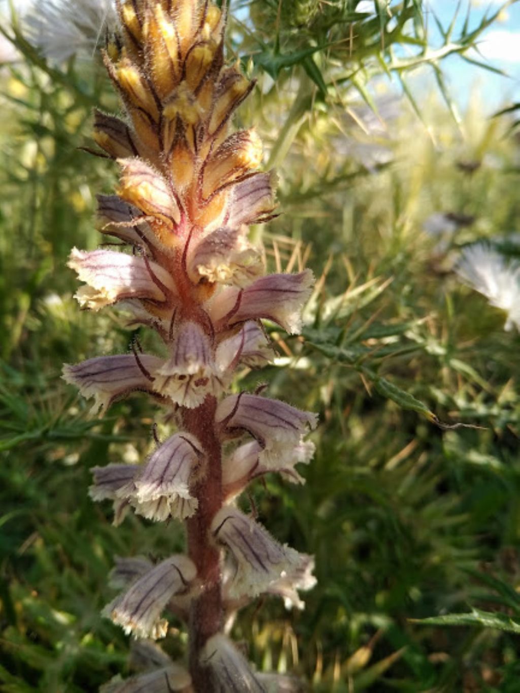Orobanche sp.
