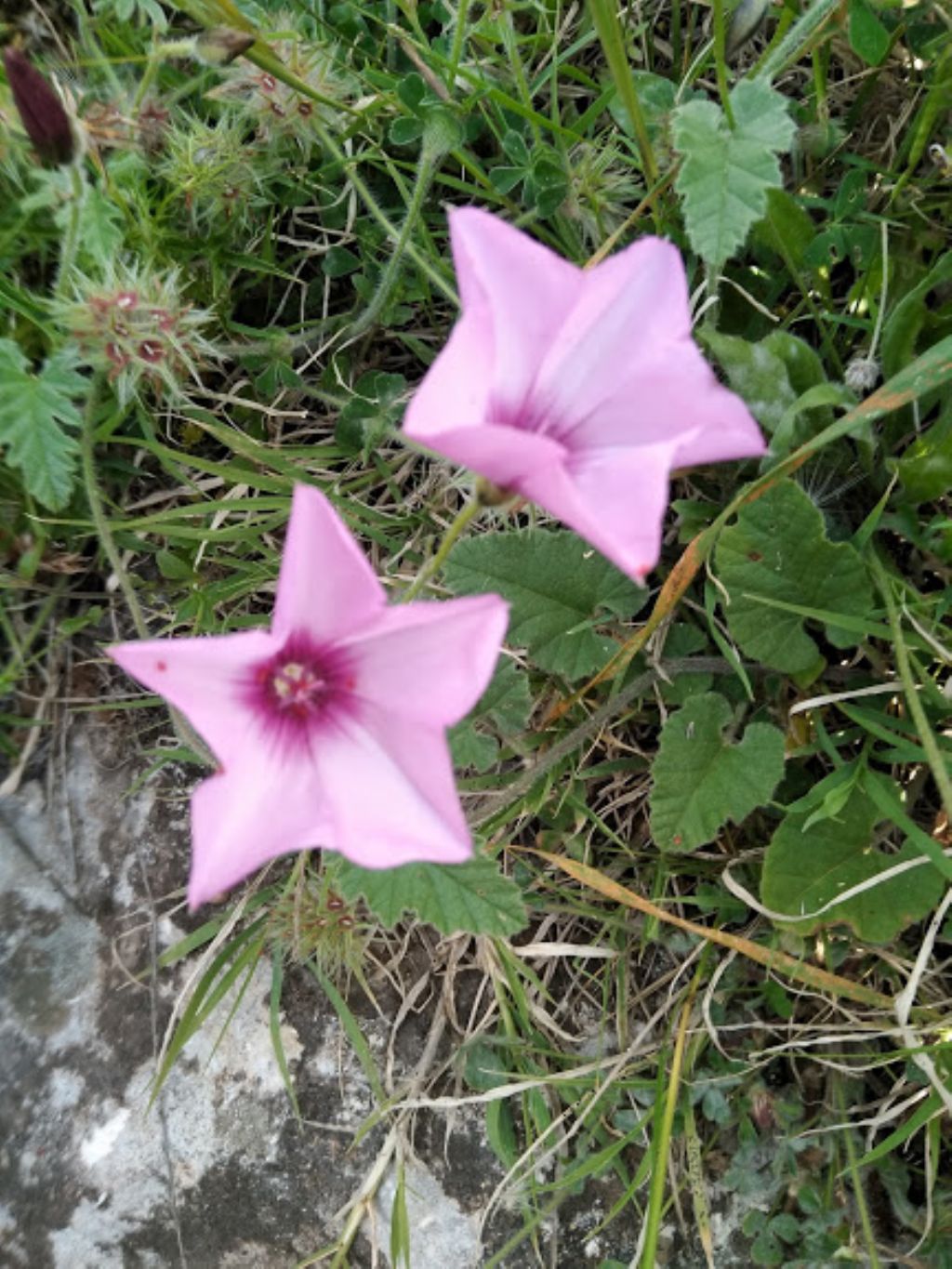 Convolvulus althaeoides (Convolvulaceae)