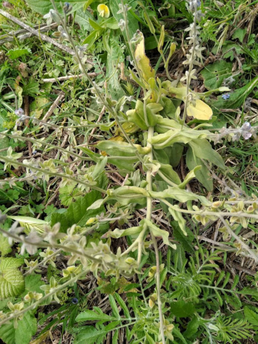 Cynoglossum creticum (Boraginaceae)