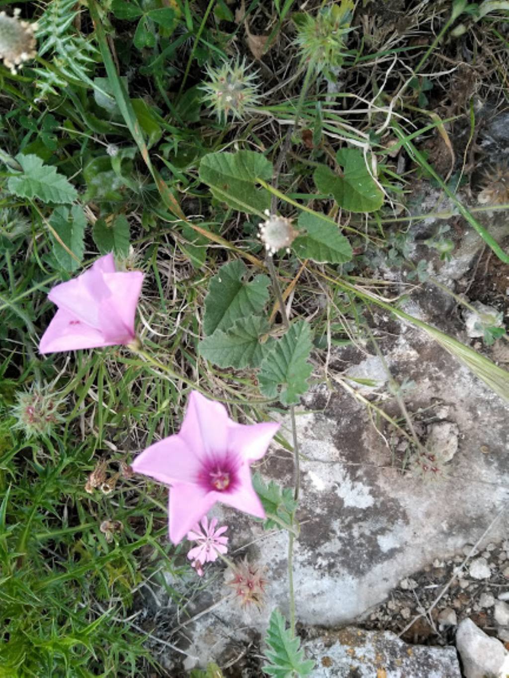 Convolvulus althaeoides (Convolvulaceae)