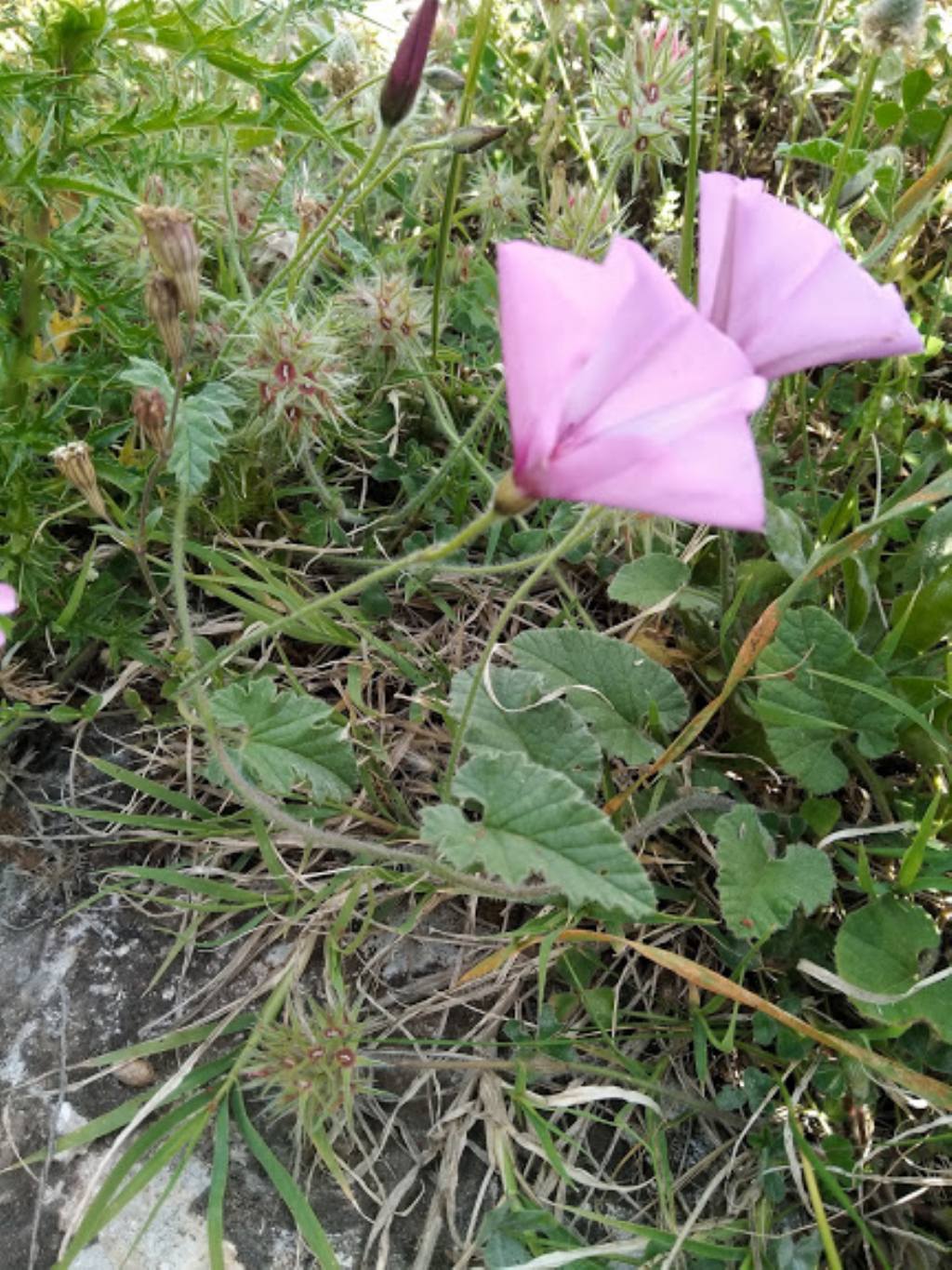 Convolvulus althaeoides (Convolvulaceae)