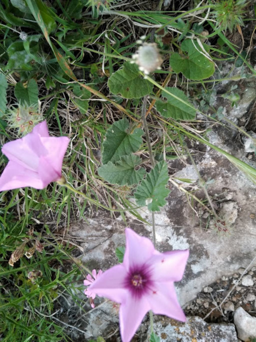 Convolvulus althaeoides (Convolvulaceae)