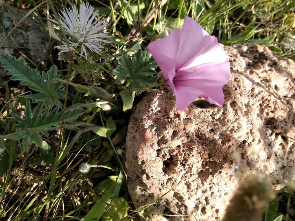 Convolvulus althaeoides (Convolvulaceae)