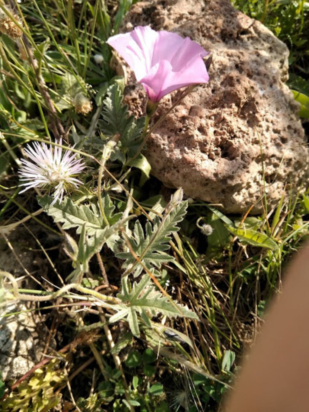 Convolvulus althaeoides (Convolvulaceae)