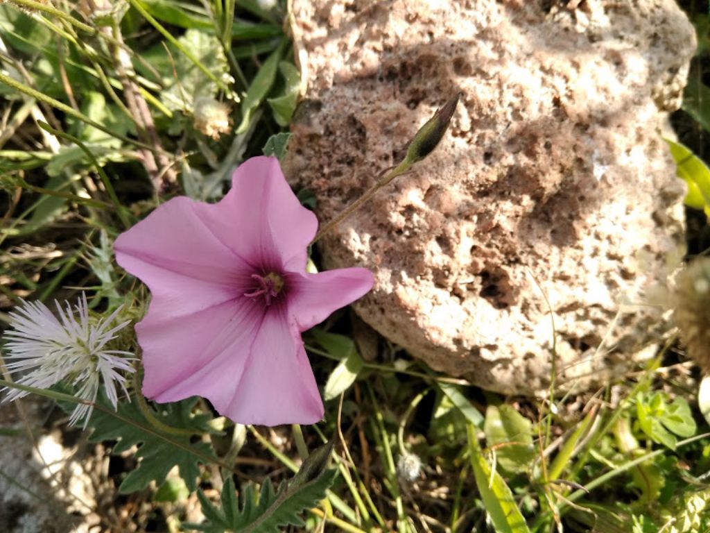 Convolvulus althaeoides (Convolvulaceae)