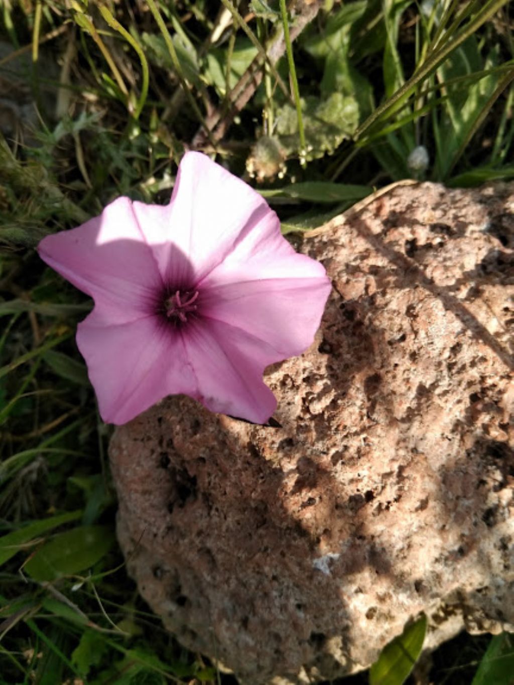 Convolvulus althaeoides (Convolvulaceae)