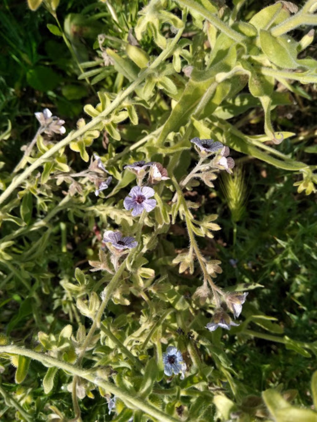 Cynoglossum creticum (Boraginaceae)