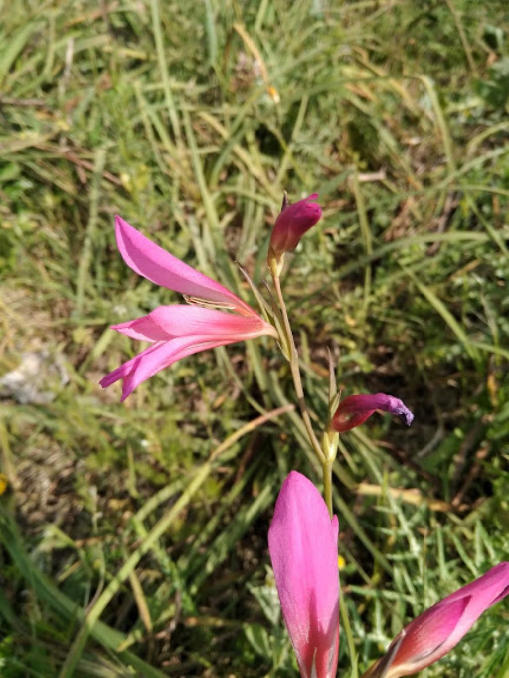 Gladiolus sp.  (Iridaceae)