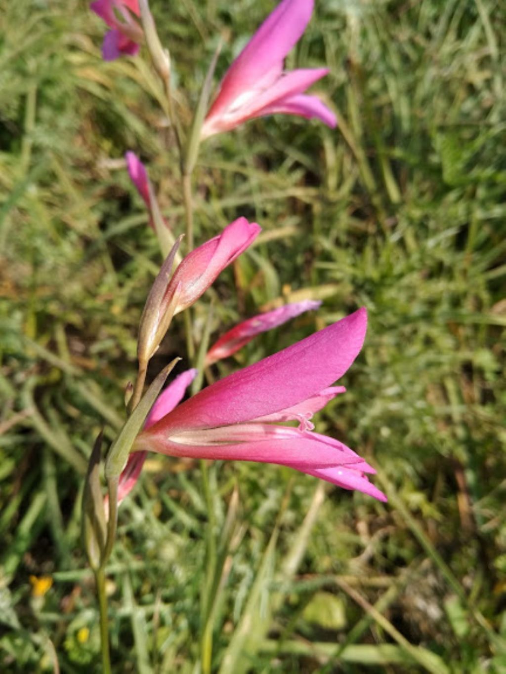 Gladiolus sp.  (Iridaceae)