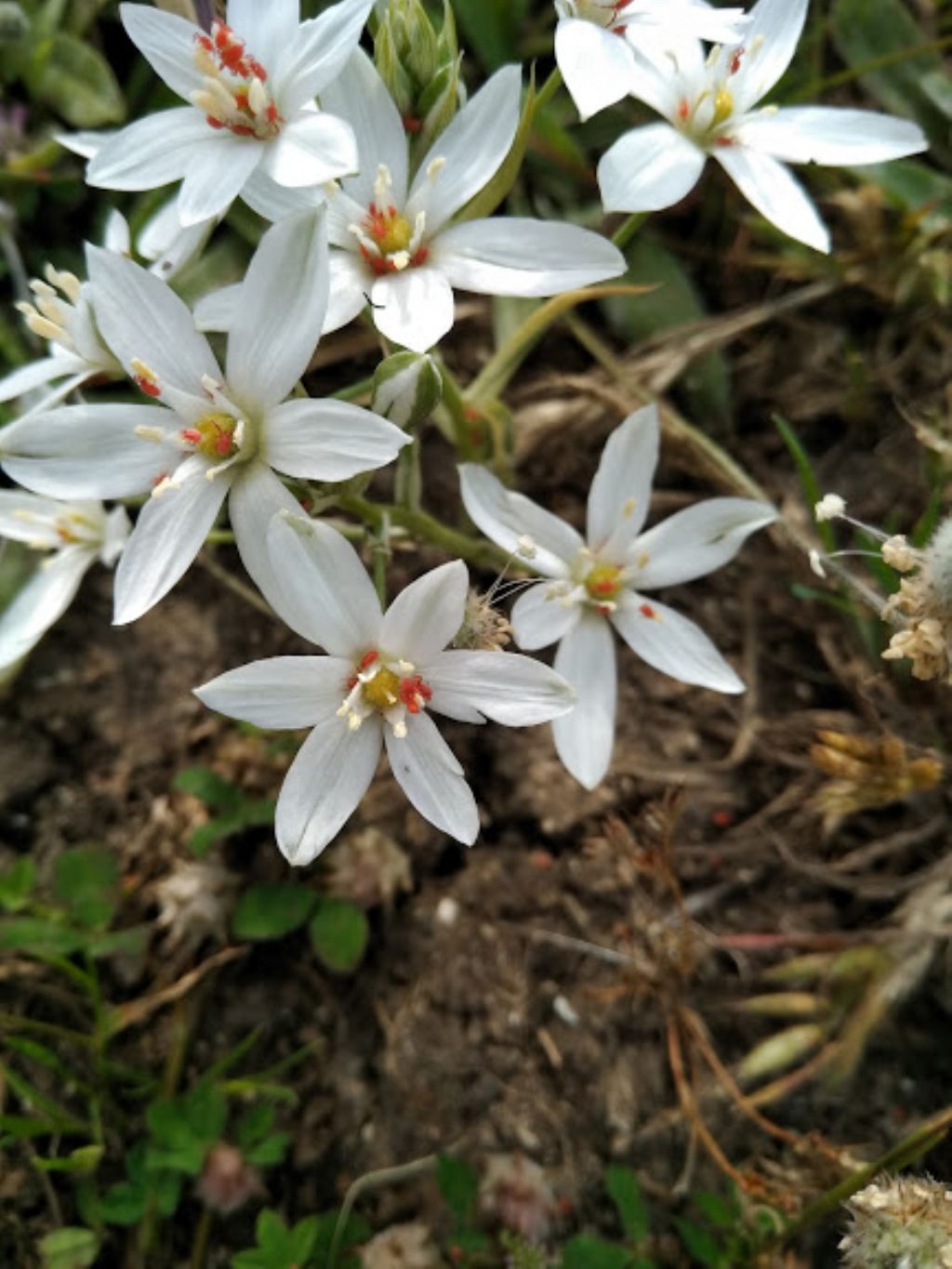 Ornithogalum sp. (Asparagaceae)