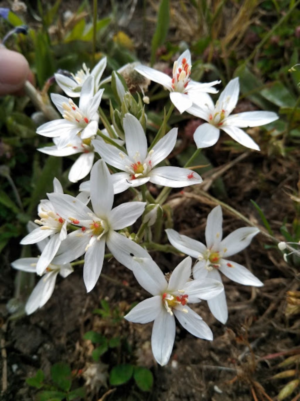 Ornithogalum sp. (Asparagaceae)