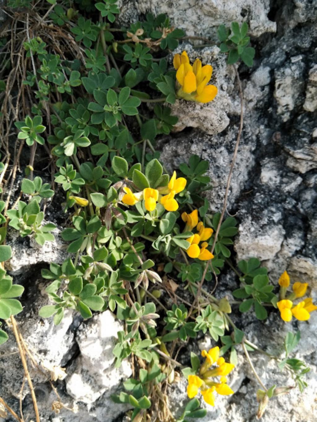 Lotus sp. (Fabaceae)