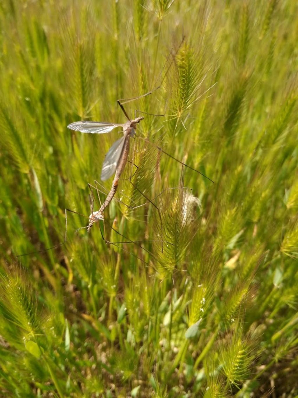 Tipulidae: Tipula sp.  da confermare