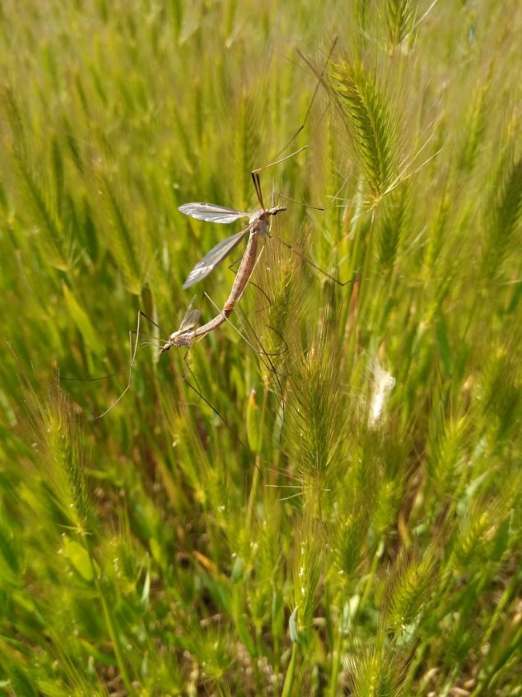 Tipulidae: Tipula sp.  da confermare