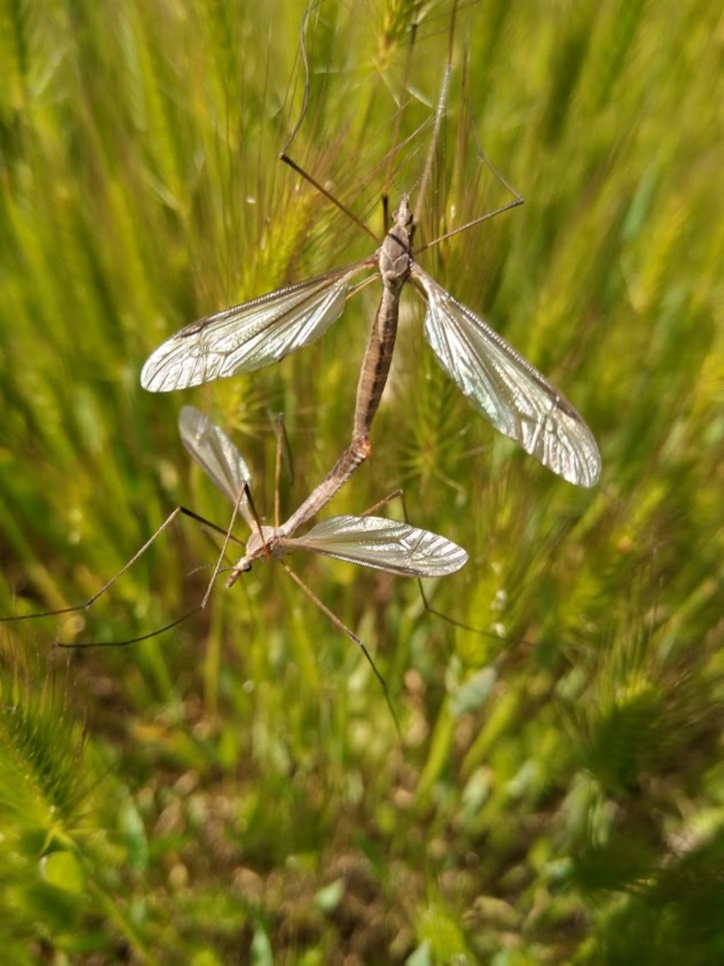 Tipulidae: Tipula sp.  da confermare