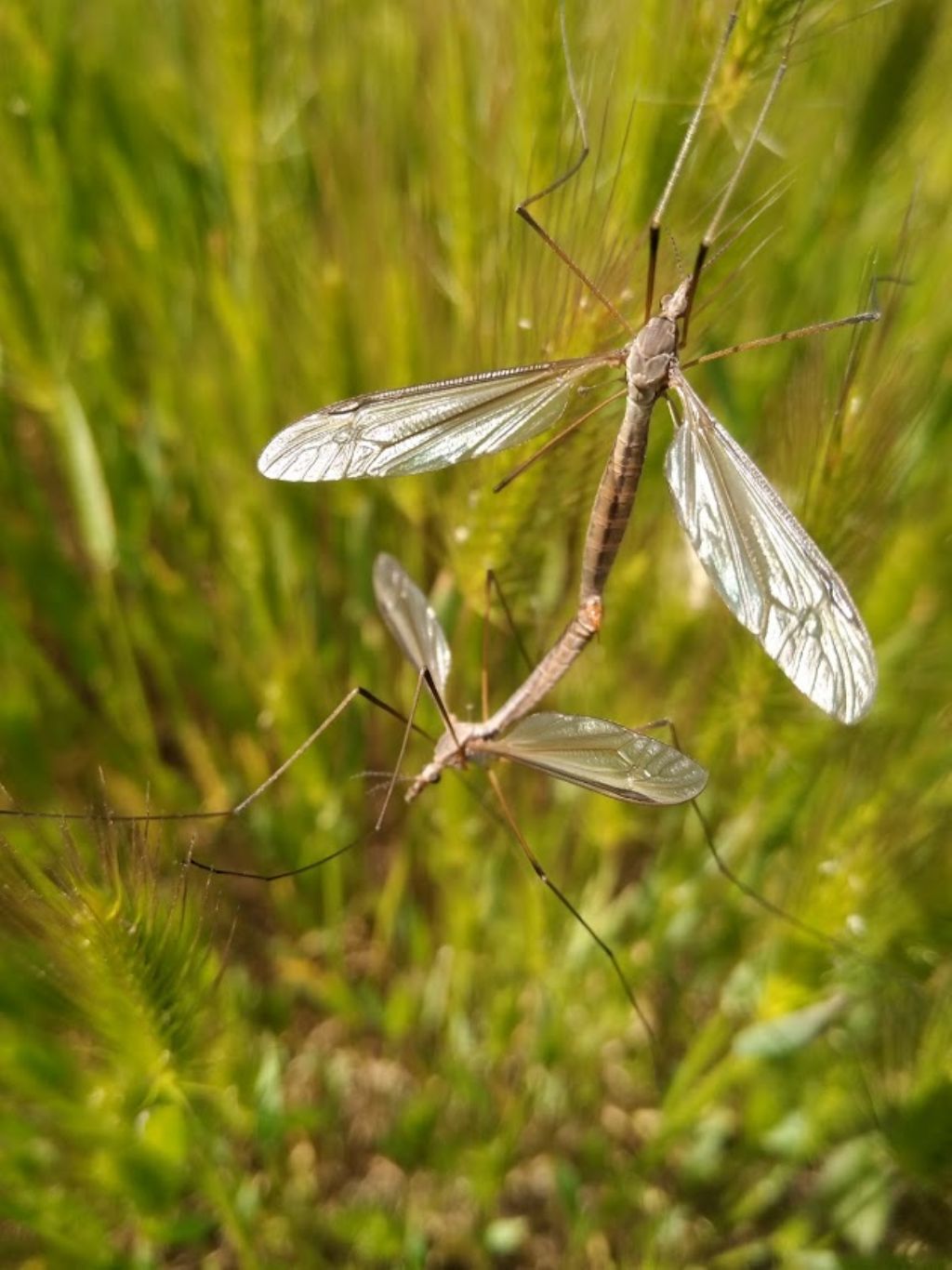 Tipulidae: Tipula sp.  da confermare