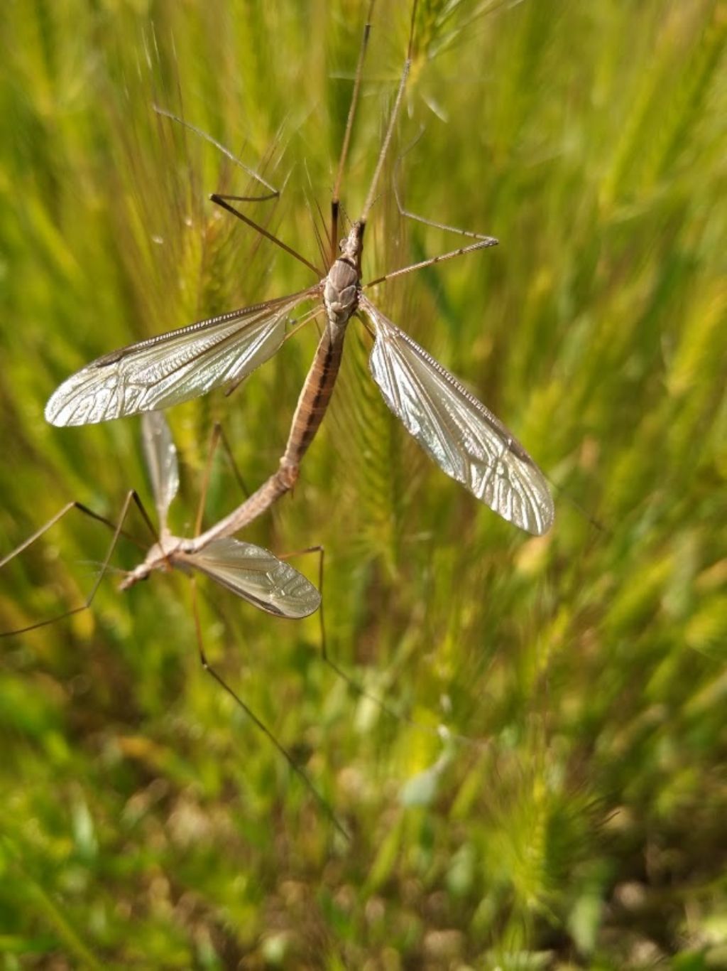 Tipulidae: Tipula sp.  da confermare