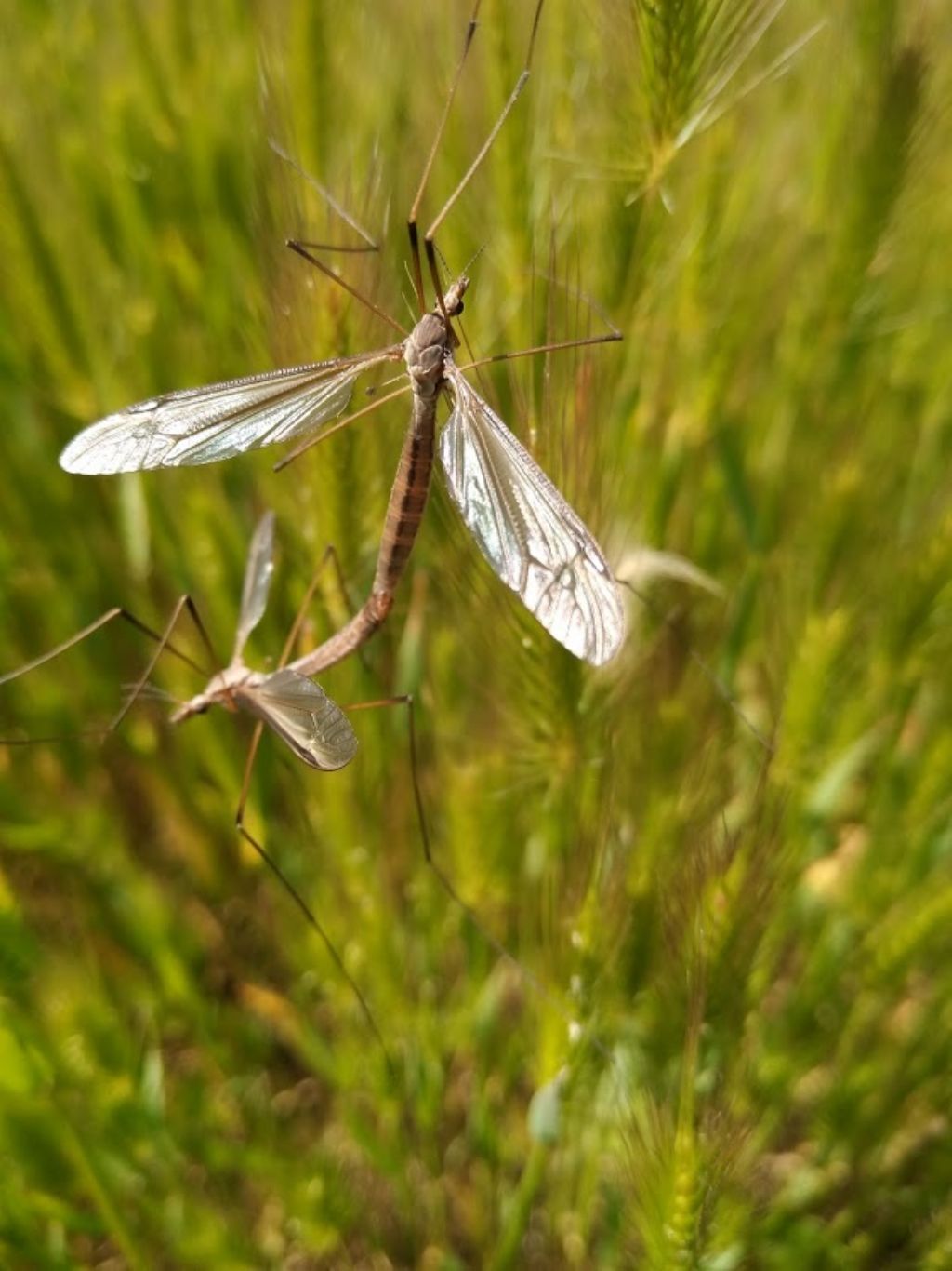 Tipulidae: Tipula sp.  da confermare