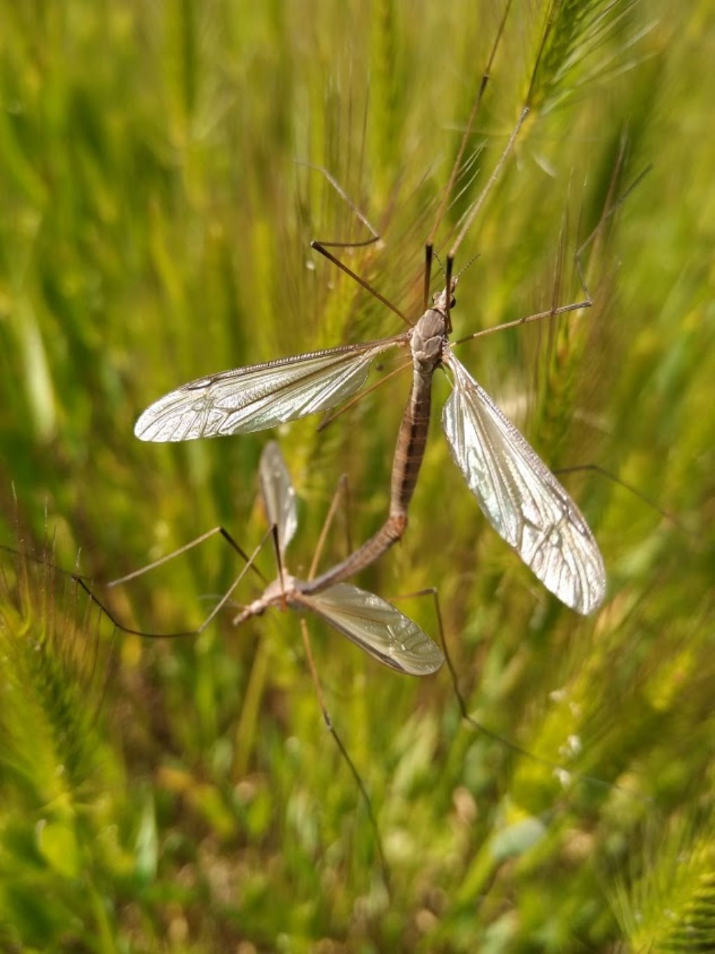 Tipulidae: Tipula sp.  da confermare