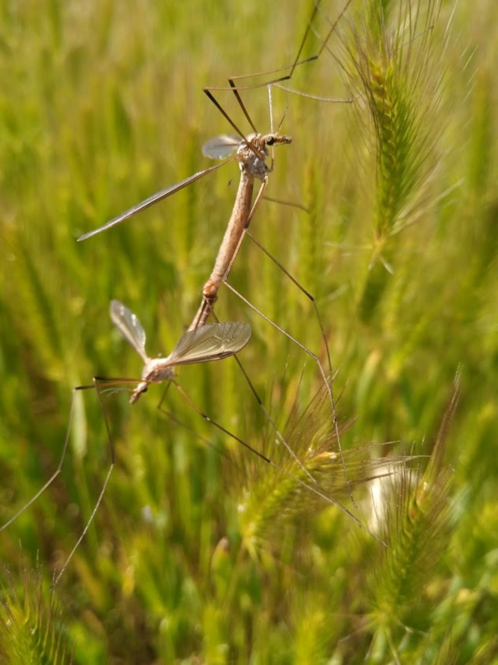 Tipulidae: Tipula sp.  da confermare