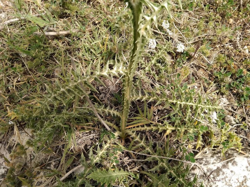 Scolymus grandiflorus / Cardogna maggiore