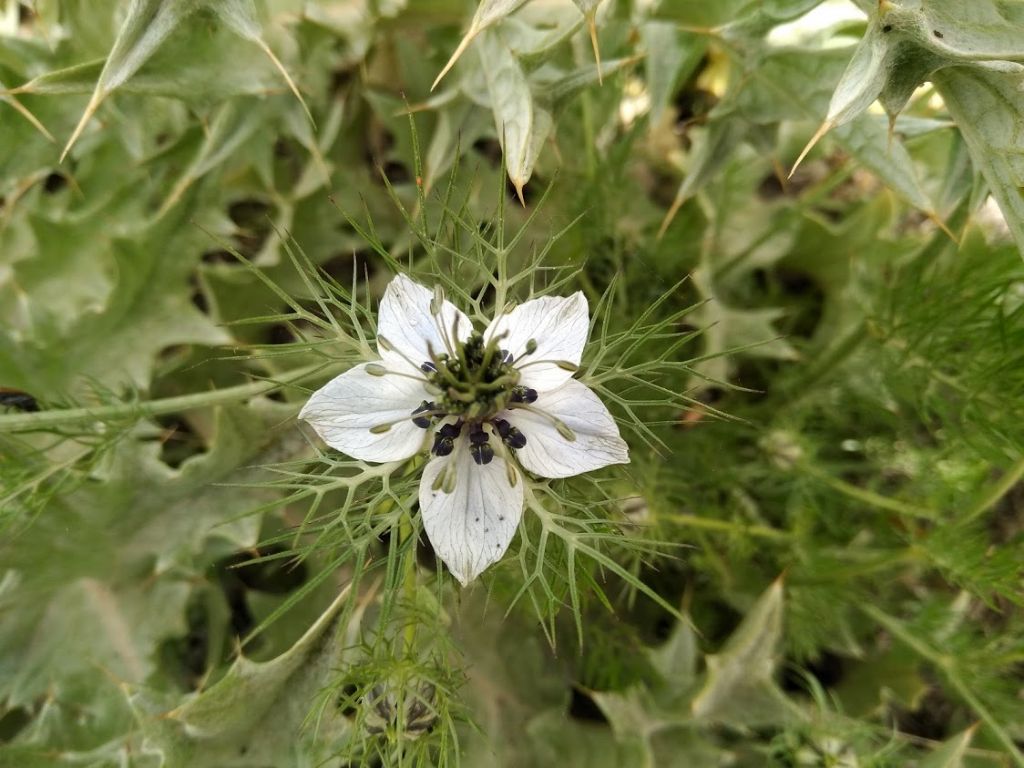Nigella damascena L. (Ranunculaceae)