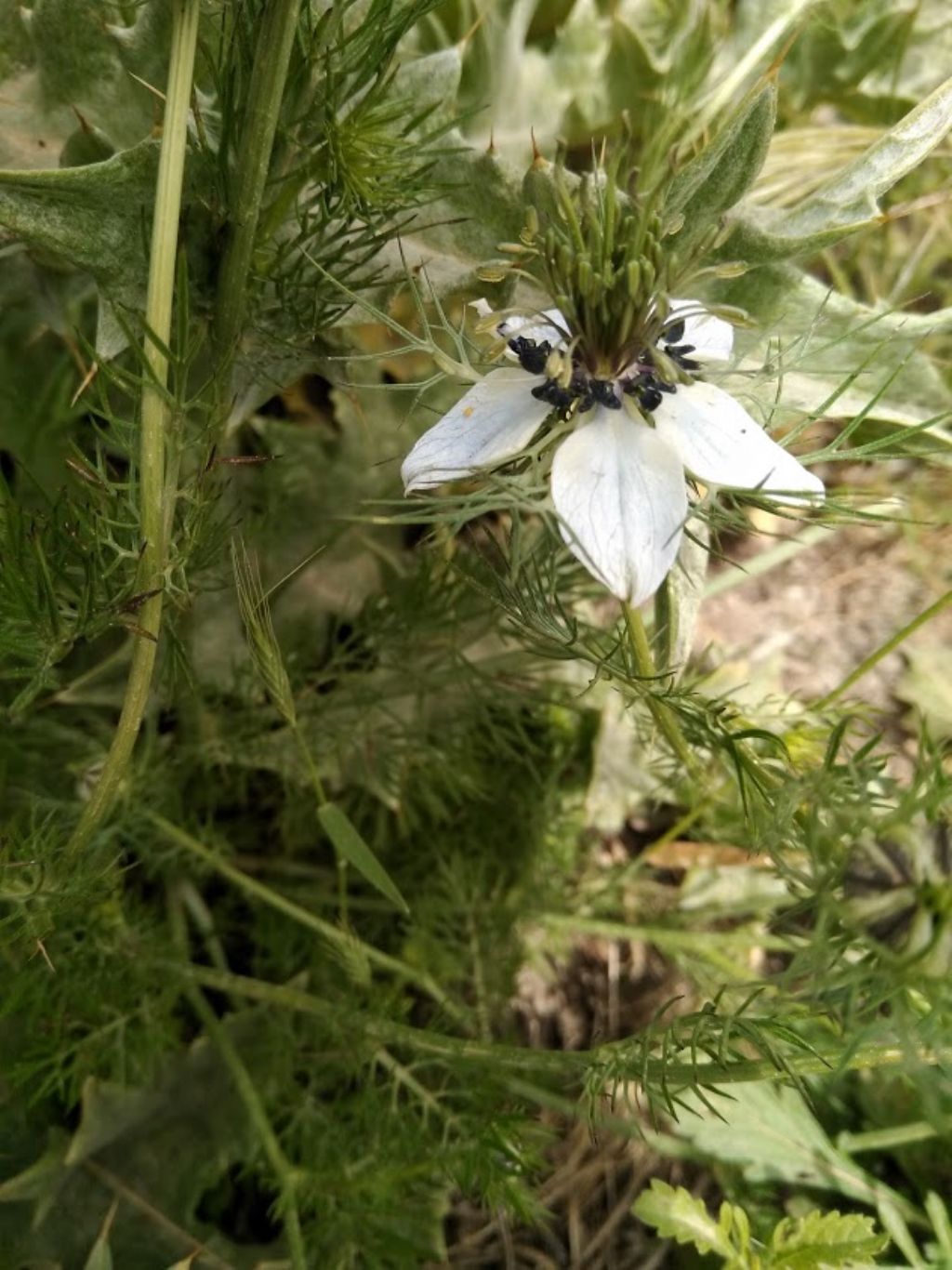 Nigella damascena L. (Ranunculaceae)