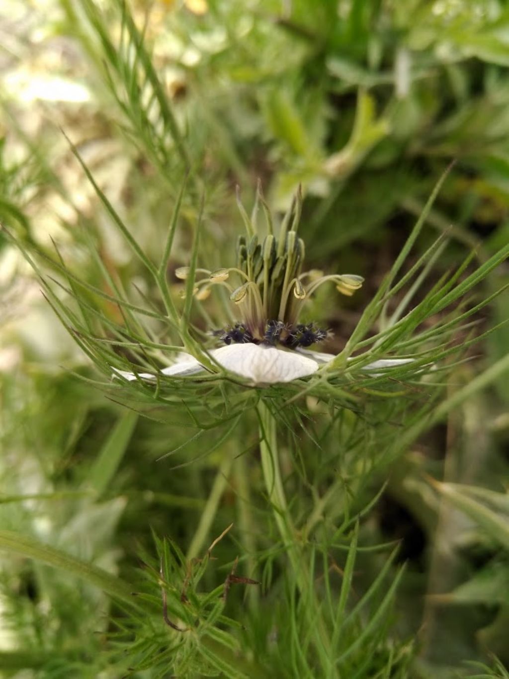 Nigella damascena L. (Ranunculaceae)