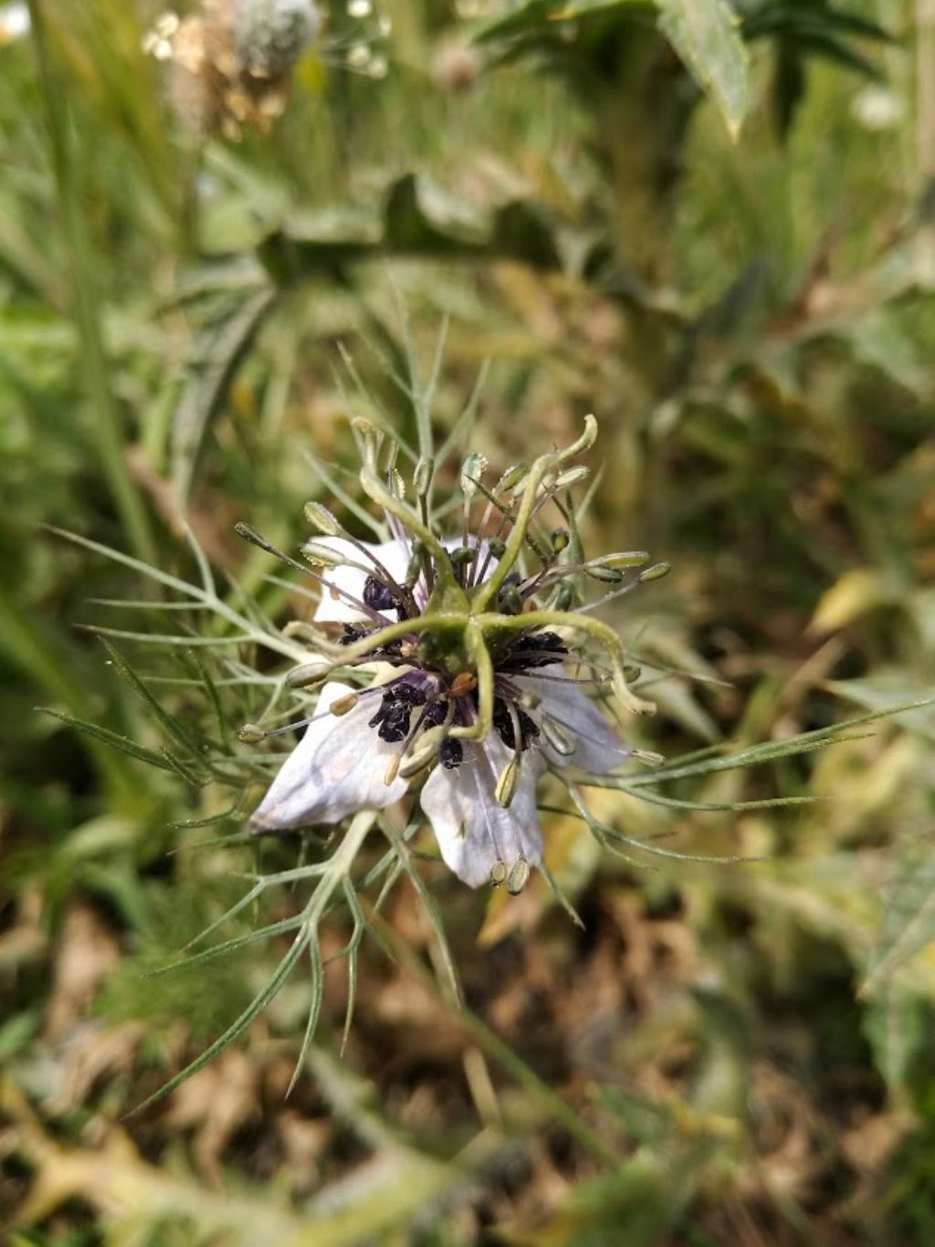 Nigella damascena L. (Ranunculaceae)