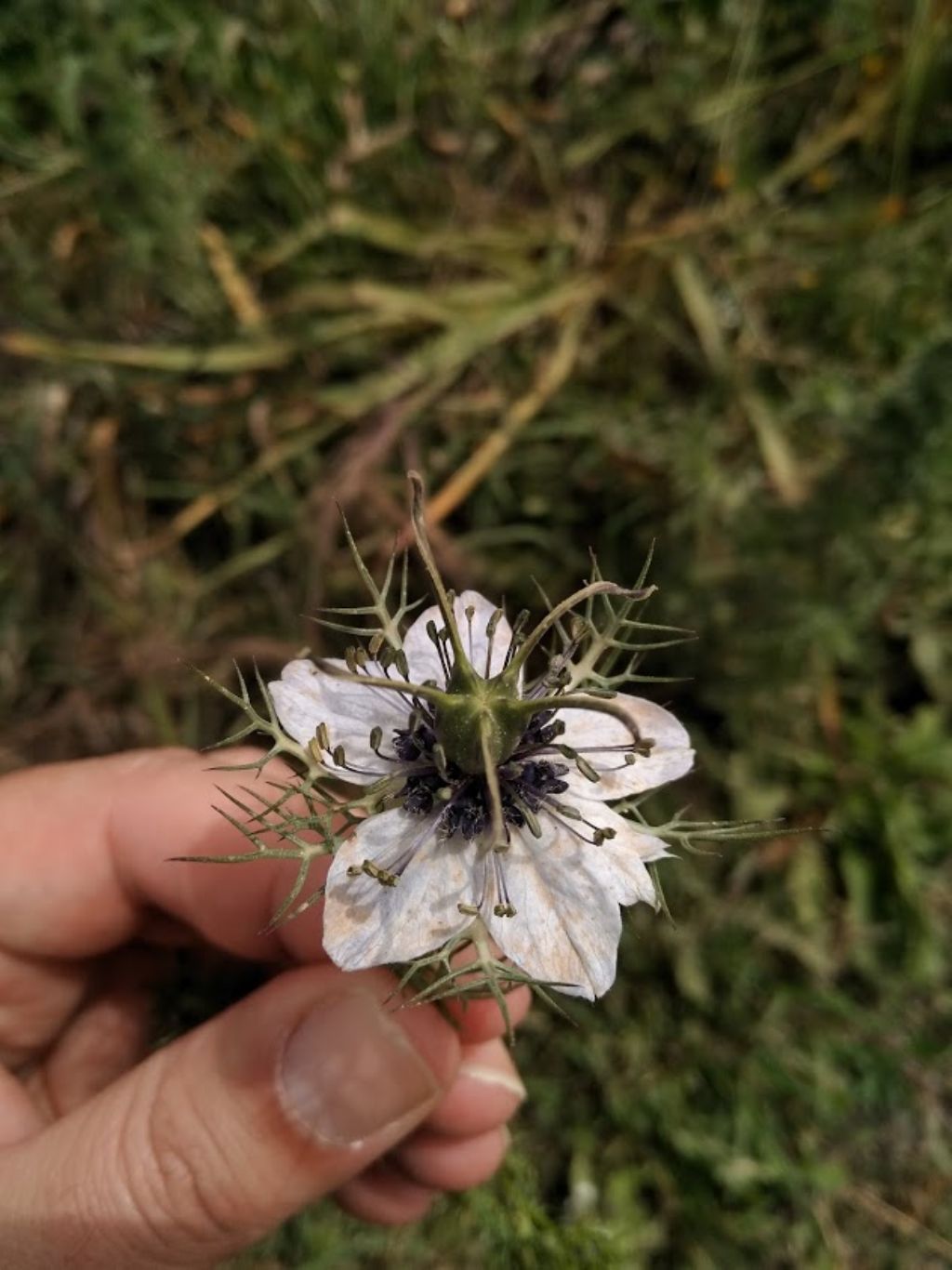Nigella damascena L. (Ranunculaceae)