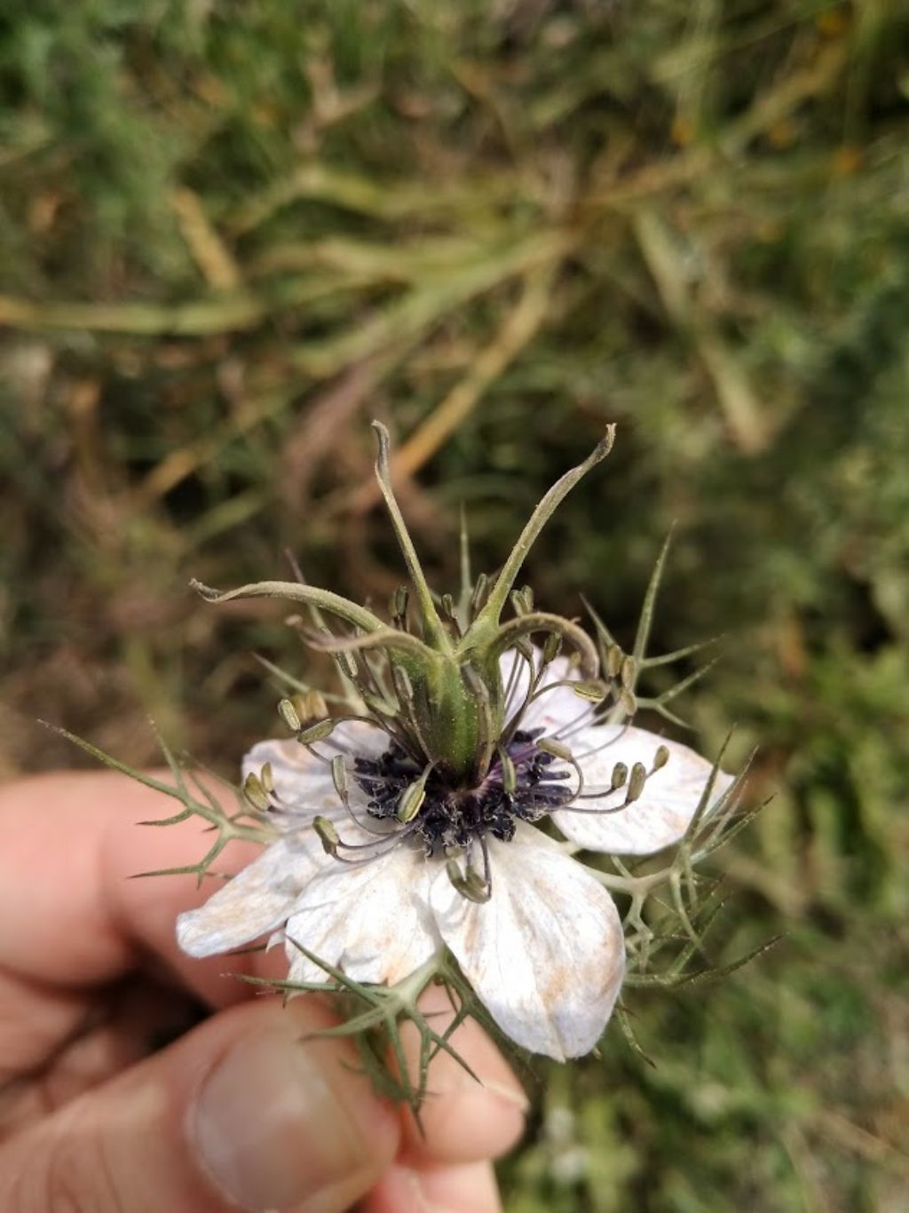 Nigella damascena L. (Ranunculaceae)