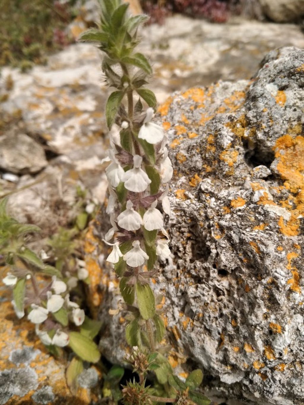Stachys romana (=Sideritis romana) / Stregonia comune
