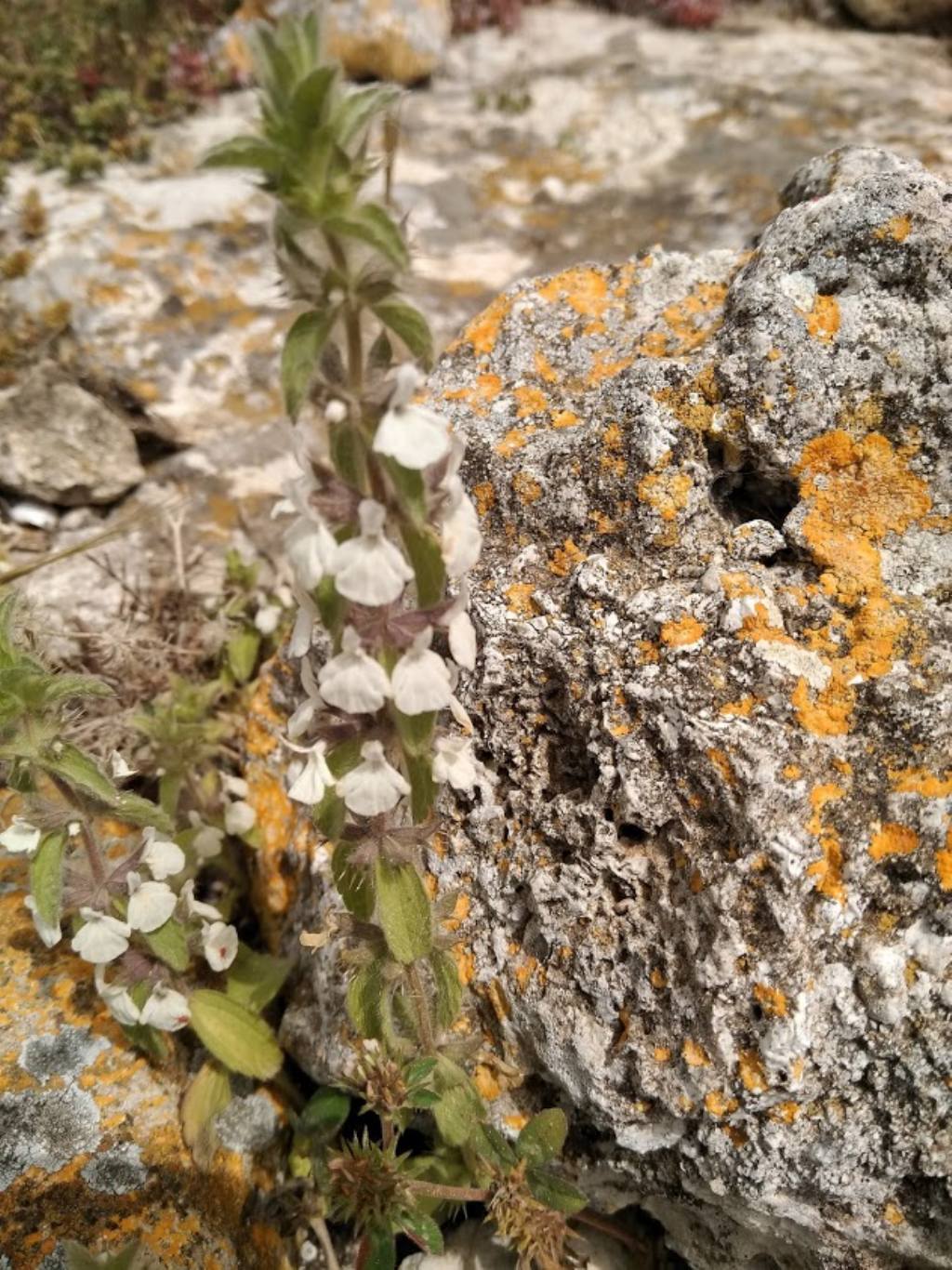 Stachys romana (=Sideritis romana) / Stregonia comune