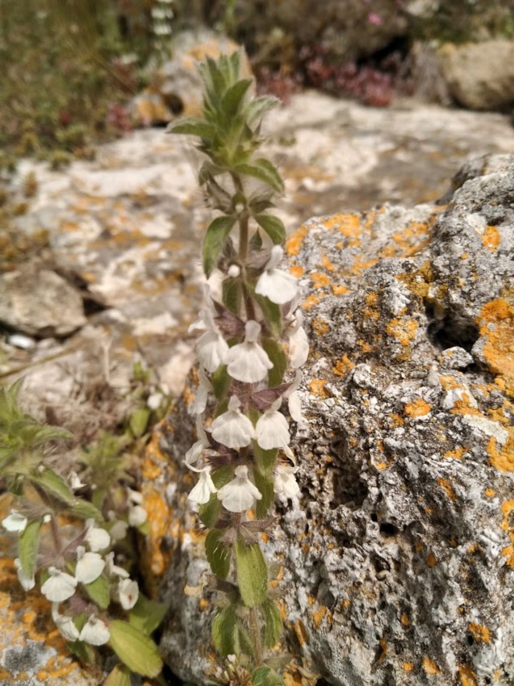 Stachys romana (=Sideritis romana) / Stregonia comune