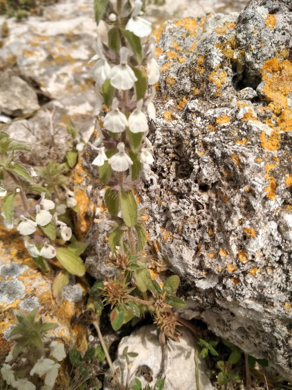 Stachys romana (=Sideritis romana) / Stregonia comune