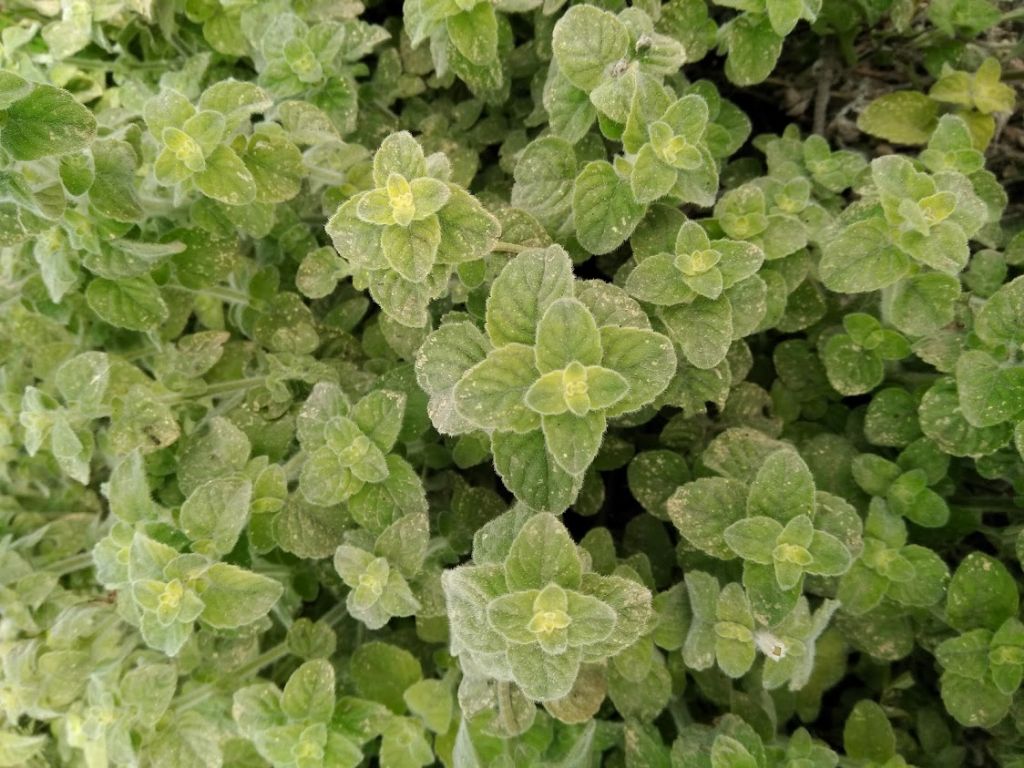 Ballota pseudodictamnus