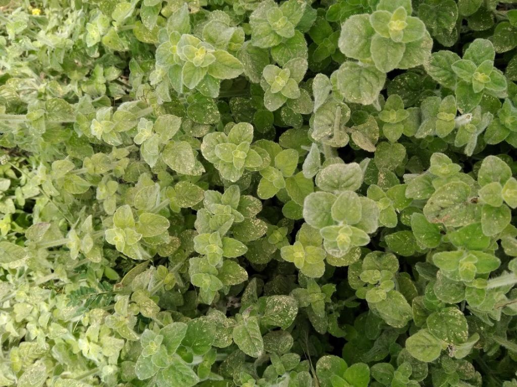 Ballota pseudodictamnus