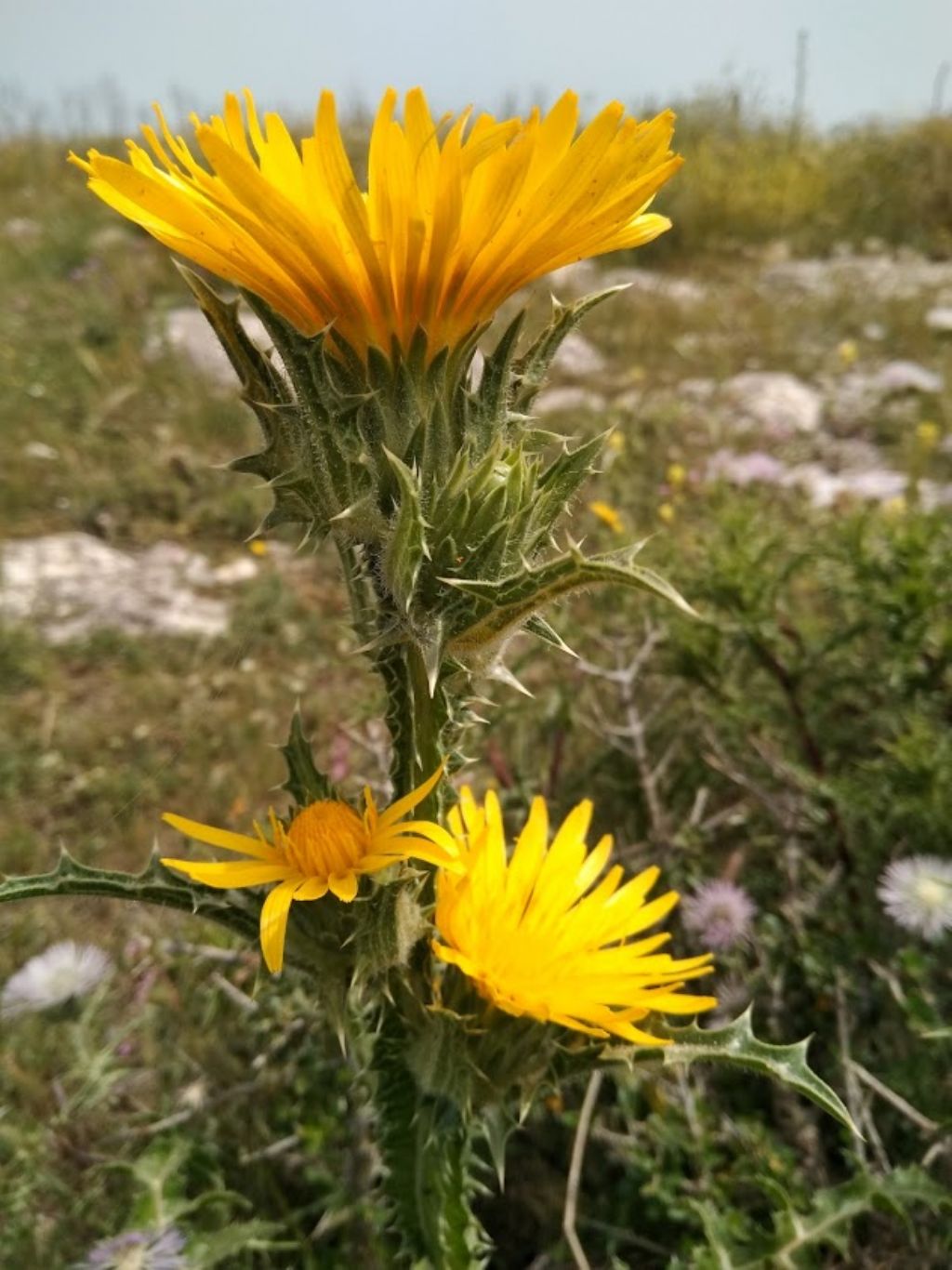 Scolymus grandiflorus / Cardogna maggiore