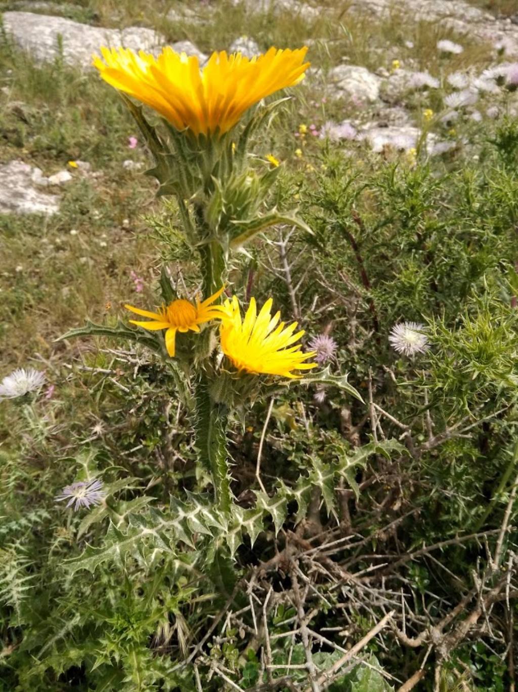 Scolymus grandiflorus / Cardogna maggiore