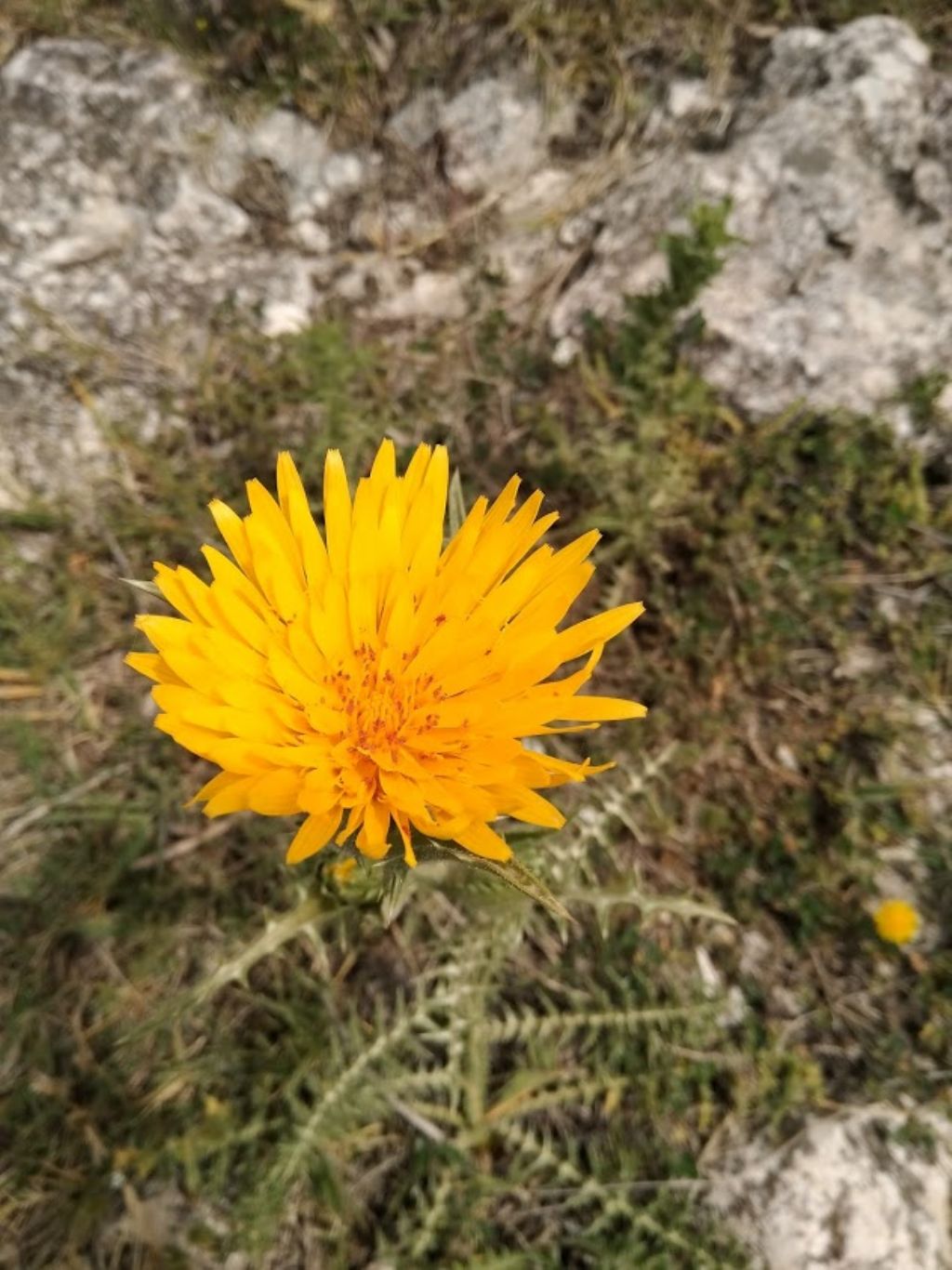Scolymus grandiflorus / Cardogna maggiore