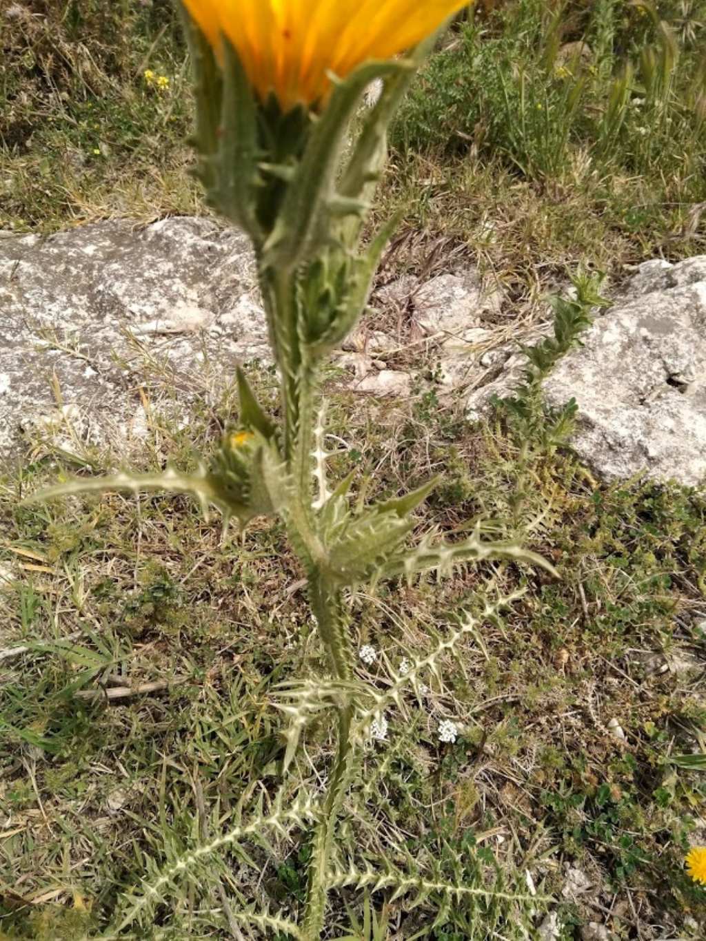 Scolymus grandiflorus / Cardogna maggiore