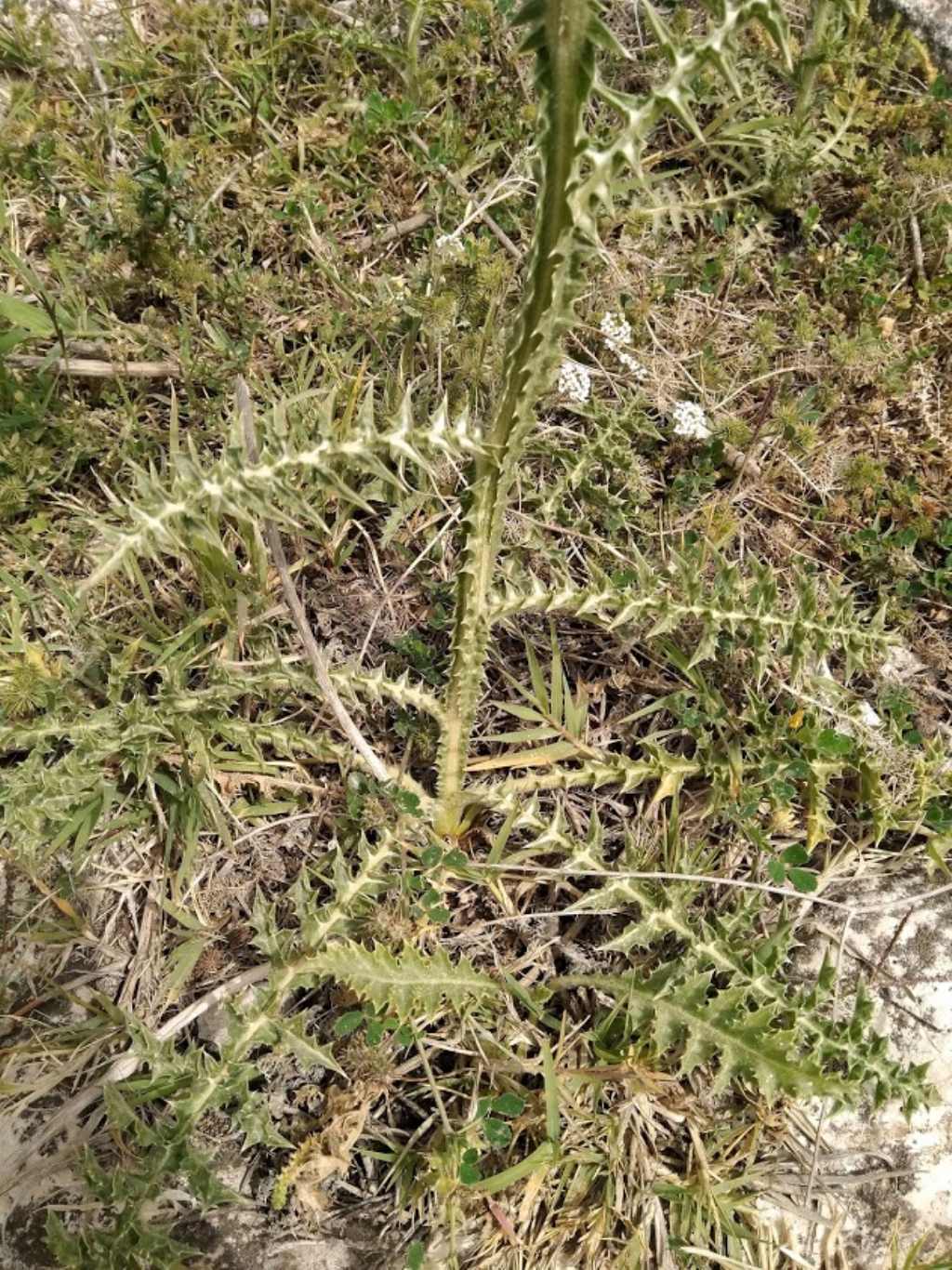 Scolymus grandiflorus / Cardogna maggiore