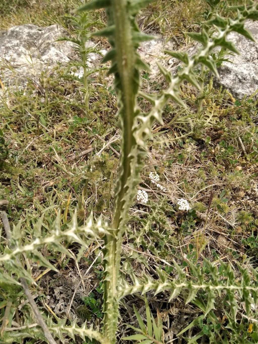 Scolymus grandiflorus / Cardogna maggiore