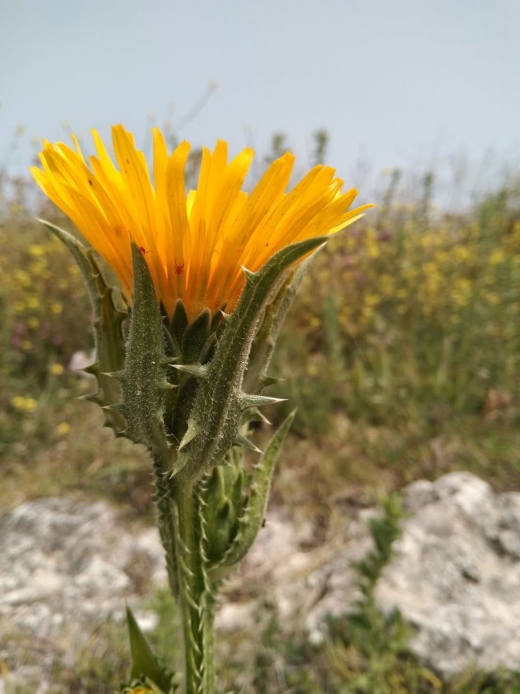 Scolymus grandiflorus / Cardogna maggiore