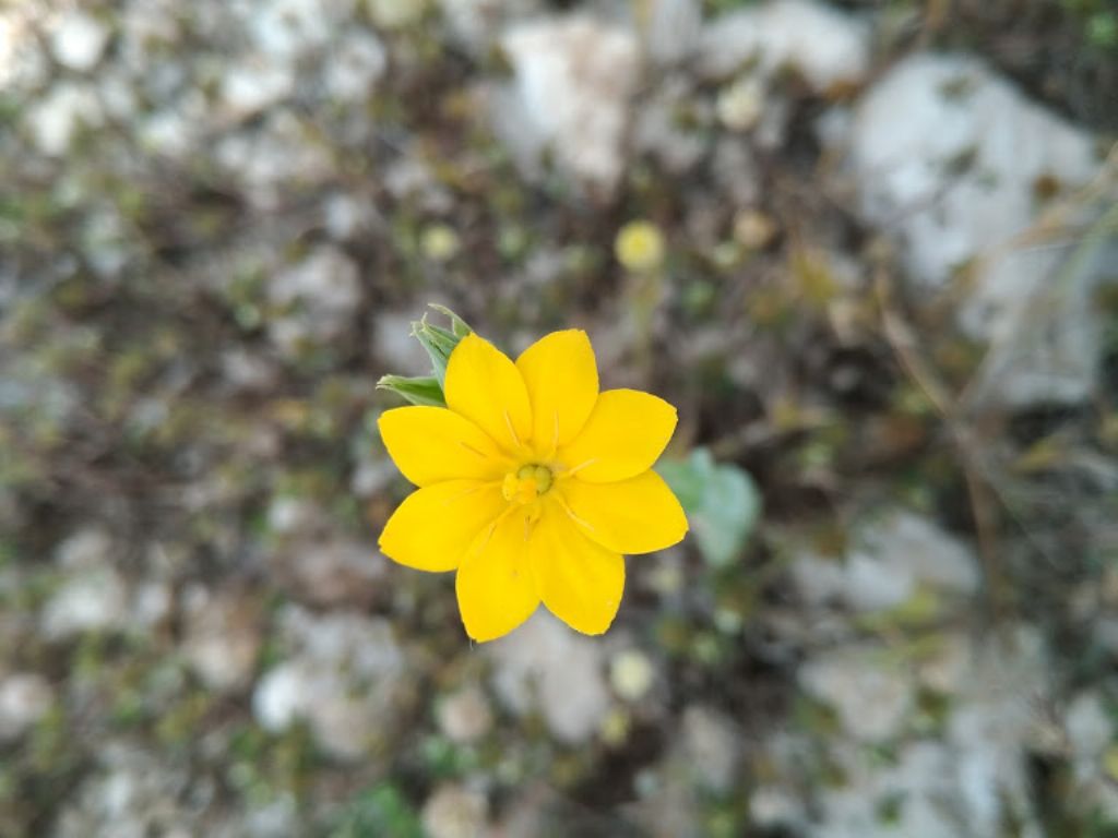 Blackstonia perfoliata (Gentianaceae)