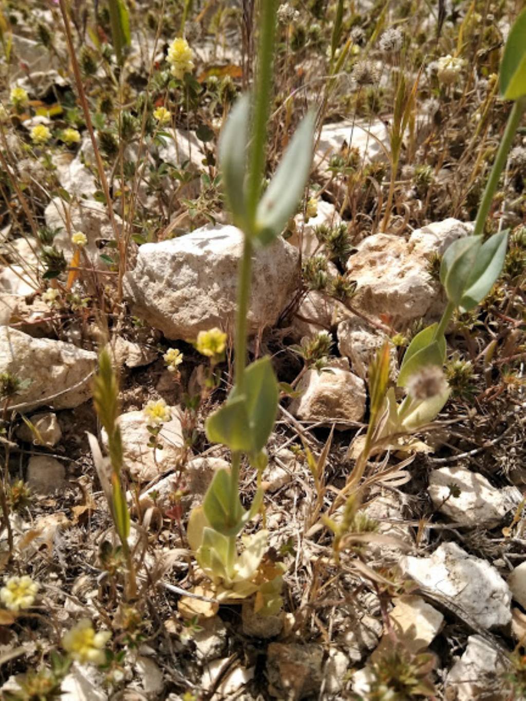 Blackstonia perfoliata (Gentianaceae)