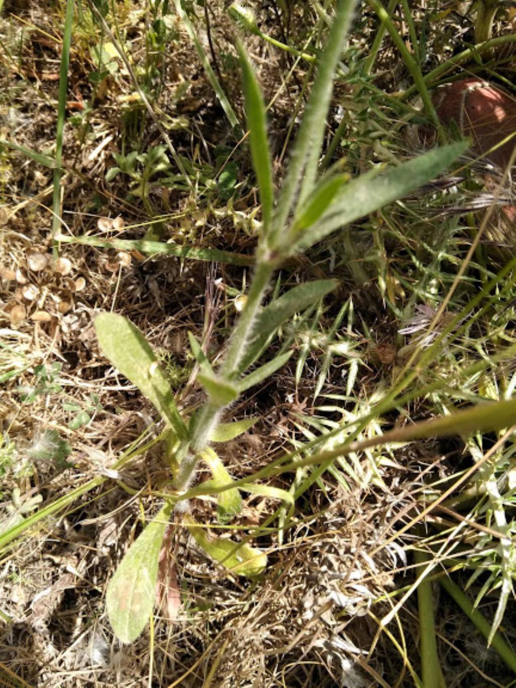 Silene bellidifolia / Silene ispida