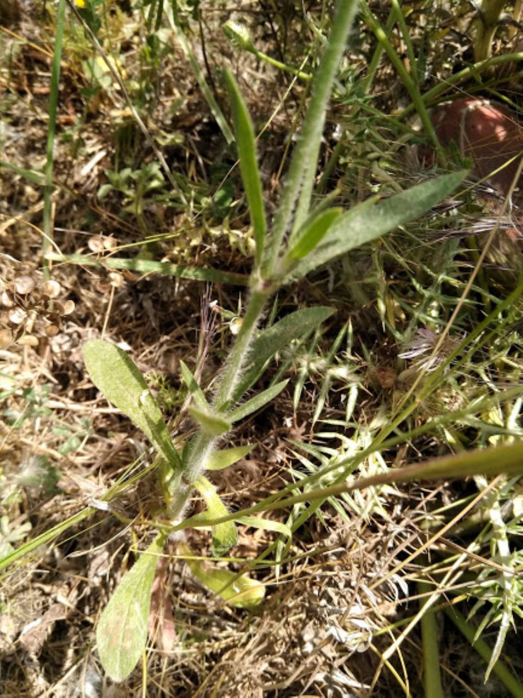 Silene bellidifolia / Silene ispida